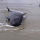 Illustration for article titled Nearly 200 Whales Are Stranded At New Zealand's Farewell Spit